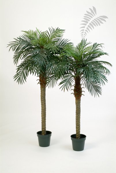 PHOENIX PALM 1536N